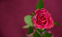Разгледайте българска роза 29