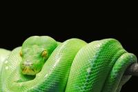 Намерете най-добрите оферти за прогонване на змии 21