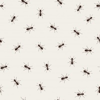 Качествена борба  против мравки 18