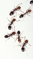 Информация за борбата против мравки 36