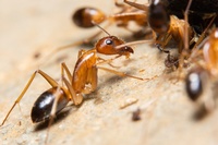 услуги против мравки 37