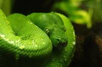 Информация за репелент за змии 12 от New fresh Информация за репелент за змии 12