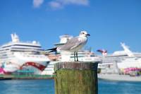 Оферти за круиз дубай 22 - Allcruise Оферти за круиз дубай 22