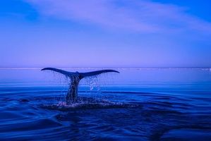 оферти за море - 72855 предложения