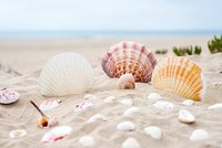 почивка на море ол инклузив - 30473 - Още за почивка на море ол инклузив - 20362 - Още за