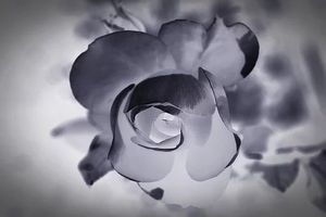 погребална агенция - 51631 снимки