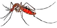 Fliegengitter - 99757 Art Fliegengitter - 39026 Art