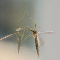 Fliegengitter - 41275 Rabatte Fliegengitter - 51735 Rabatte