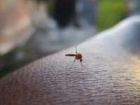 Fliegengitter - 26995 Auszeichnungen Fliegengitter - 53420 Auszeichnungen