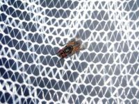 Insektenschutz - 48990 Optionen