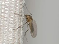 Insektenschutz - 95562 Vorschläge