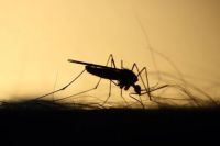Insektenschutz - 11218 Auszeichnungen