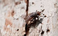 Insektenschutz - 54948 Kombinationen