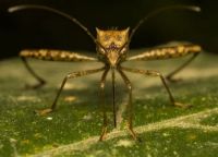 Insektenschutzrollo - 57891 bietet an Insektenschutzrollo - 55549 bietet an