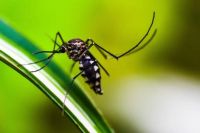 Insektenschutzrollo - 72848 Auszeichnungen Insektenschutzrollo - 24890 Auszeichnungen