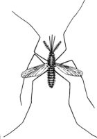Insektenschutzrollo - 75673 Kunden Insektenschutzrollo - 67812 Kunden