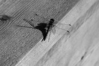 Insektenschutzrollo - 65051 Aktionen Insektenschutzrollo - 62760 Aktionen