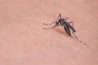 Insektenschutzrollo - 8845 Auszeichnungen Insektenschutzrollo - 51011 Auszeichnungen