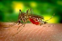 Insektenschutzrollo - 44646 Aktionen Insektenschutzrollo - 39815 Aktionen