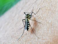 Insektenschutzrollo - 92386 Kunden Insektenschutzrollo - 9187 Kunden