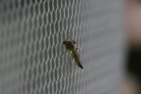 Insektenschutzrollo - 91980 Auszeichnungen Insektenschutzrollo - 2103 Auszeichnungen
