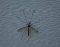 Insektenschutzrollo - 7190 Kombinationen Insektenschutzrollo - 33892 Kombinationen
