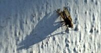 Insektenschutzrollo - 96138 Vorschläge Insektenschutzrollo - 49902 Vorschläge