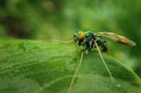 Insektenschutzrollo - 18779 Erfolge Insektenschutzrollo - 66288 Erfolge