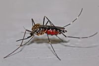 Insektenschutzrollo - 54547 Spezies Insektenschutzrollo - 47325 Spezies