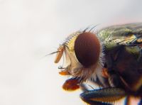 Insektenschutzrollo - 92155 Sorten Insektenschutzrollo - 19762 Sorten