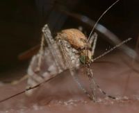 Insektenschutzrollo - 25407 Kombinationen Insektenschutzrollo - 14190 Kombinationen