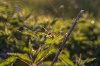 Insektenschutzrollo - 32237 Erfolge Insektenschutzrollo - 32359 Erfolge