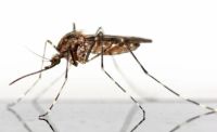 Insektenschutzrollo - 35770 Spezies Insektenschutzrollo - 78881 Spezies