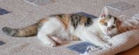 Carpet Cleaning Barnet - 21048 promotions