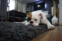 Carpet Cleaning London - 67437 prices