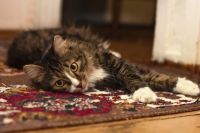 Carpet Cleaning Sutton - 67157 achievements
