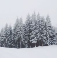 брадви - 77986 цени