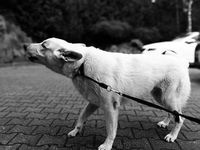 Dog Repeller - 27508 selection Dog Repeller - 12264 selection