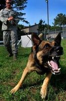 Dog Repeller - 6213 achievements Dog Repeller - 36215 achievements