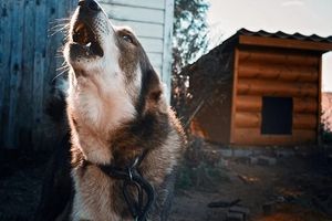 кучешки лай - 64402 новини