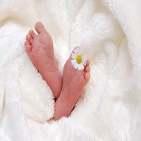 стволови клетки от пъпна връв - 80396 варианти стволови клетки от пъпна връв - 71306 варианти
