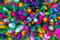 кутии с цветя - 62821 отстъпки