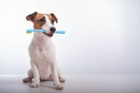 почистване на зъбен камък цена - 84344 клиенти | Dentalcare почистване на зъбен камък цена - 59292 клиенти