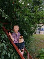 имунна система - 77177 цени