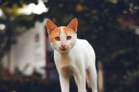 Строителства на еднофамилни къщи - 50070 оферти