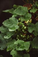 растениевъдства - 5734 бестселъри растениевъдства - 31871 бестселъри
