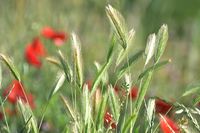 селскостопански техники - 79738 клиенти | Agro TV селскостопански техники - 20428 клиенти