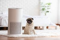 влагоуловители под наем - 16004 бестселъри | Cleanair влагоуловители под наем - 77656 бестселъри