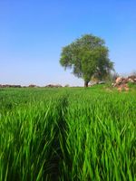 Земеделски новини - 80259 отстъпки | Agro TV Земеделски новини - 23335 отстъпки