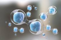 стволови клетки мнения - 82794 варианти | Bioregeneration стволови клетки мнения - 51405 варианти